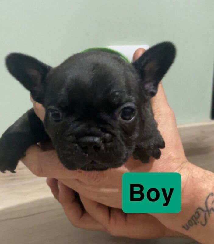 Frenchie cross - Image 5 of 5