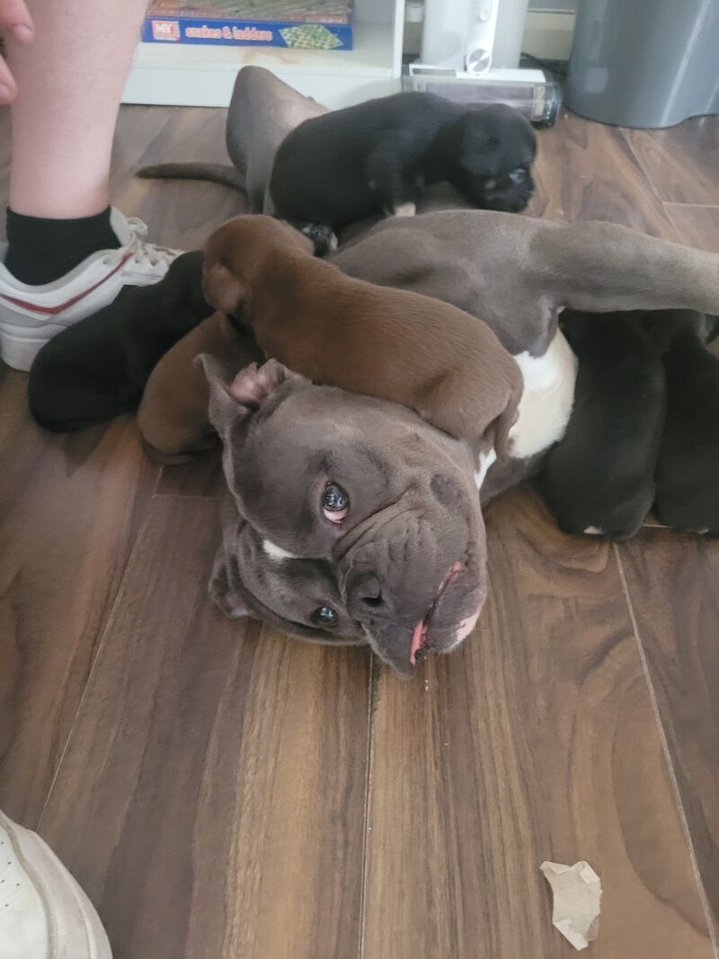 French Bulldog puppies for sale in Widnes, Cheshire – 1 year old - Image 2 of 3