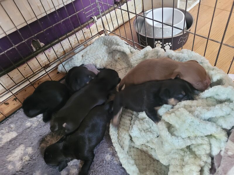 Frenchie cross pocket bully for sale in Widnes, Cheshire | Image 3