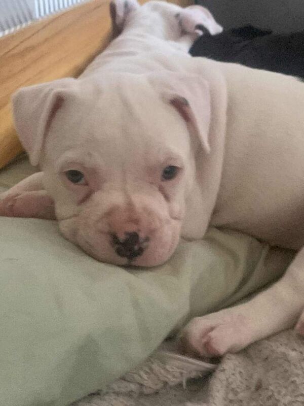 French Bulldog puppies for sale in Plymouth, Devon – 11 weeks old