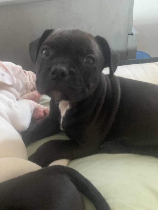 French Bulldog puppies for sale in Plymouth, Devon – 9 weeks old - Image 2 of 2