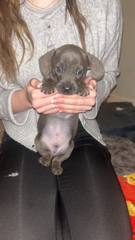 French Bulldog puppies for sale in Barnsley, South Yorkshire – 8 weeks old