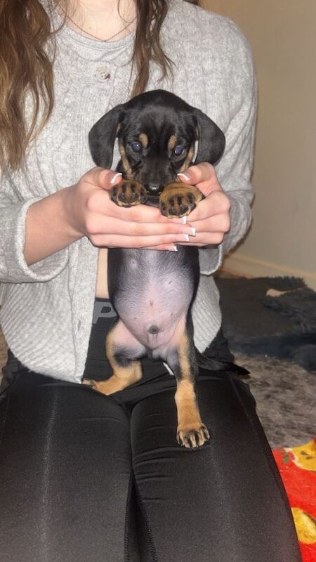 French Bulldog puppies for sale in Barnsley, South Yorkshire – 8 weeks old - Image 2 of 4