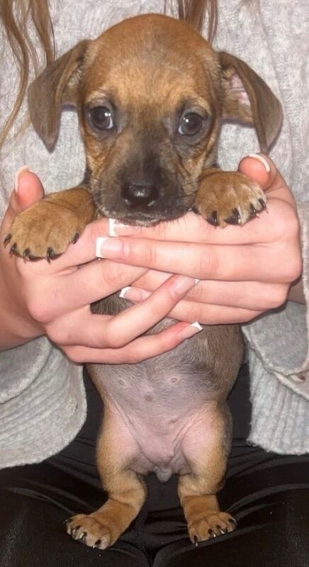 French Bulldog puppies for sale in Barnsley, South Yorkshire – 8 weeks old - Image 3 of 4