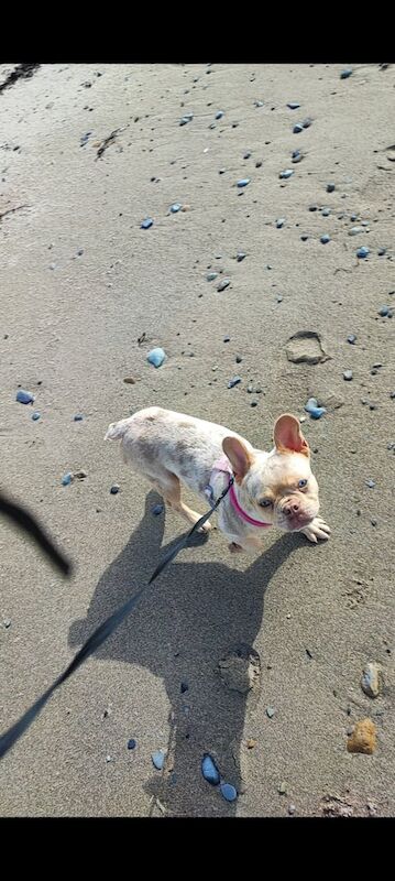 Frenchie Female for sale in Moira, County Down
