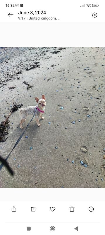 Frenchie Female for sale in Moira, County Down | Image 2