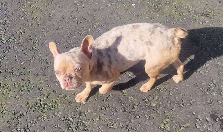 Frenchie Female for sale in Moira, County Down | Image 3