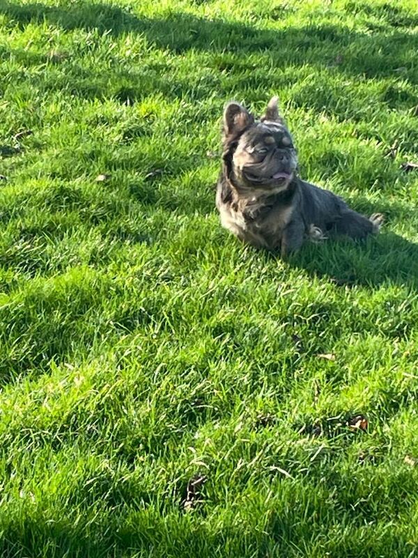 Frenchie fluffy Male