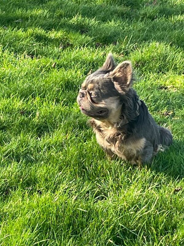 Frenchie fluffy Male - Image 2 of 3