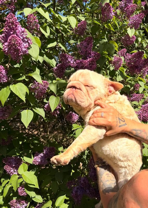 Frenchie Fluffy Newshade