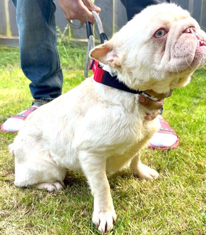 Frenchie Fluffy Newshade - Image 2 of 3