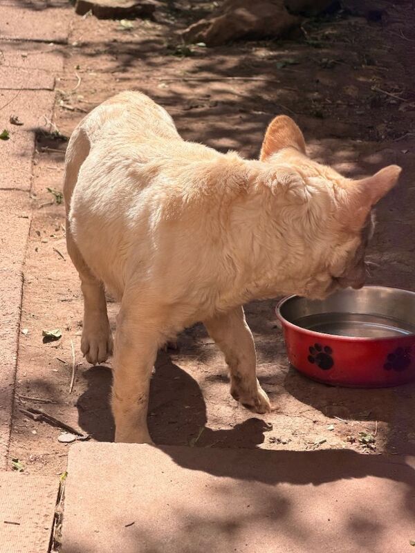 Frenchie Fluffy Newshade - Image 3 of 3