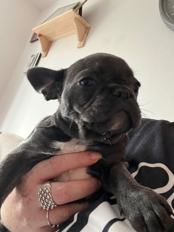 French Bulldog puppies for sale in Sittingbourne, Kent – 11 weeks old