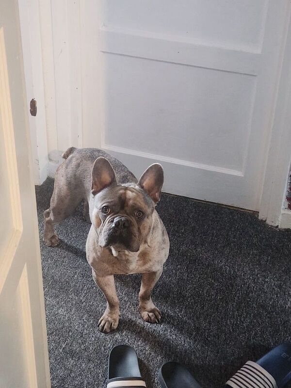 Frenchie for sale in Eltham, Greater London | Image 1