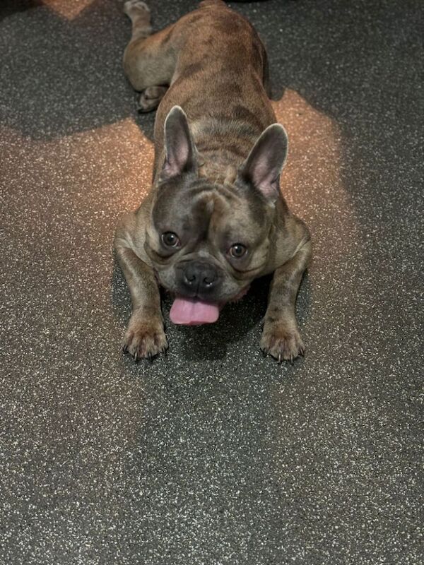 Frenchie for sale in Eltham, Greater London | Image 2