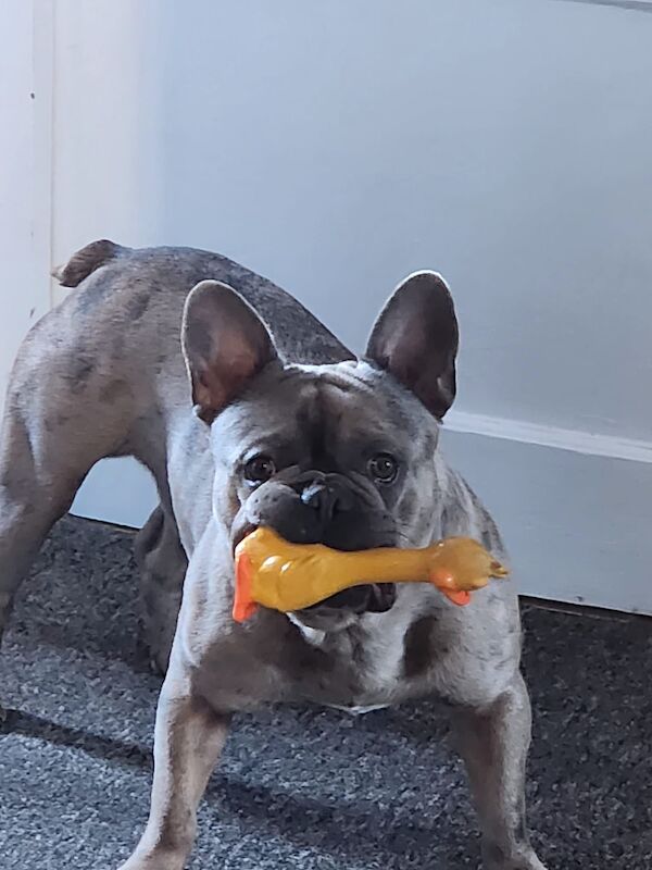 Frenchie for sale in Eltham, Greater London | Image 3