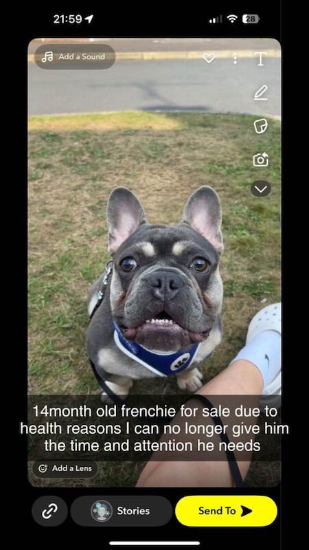 Frenchie Puppies For Sale