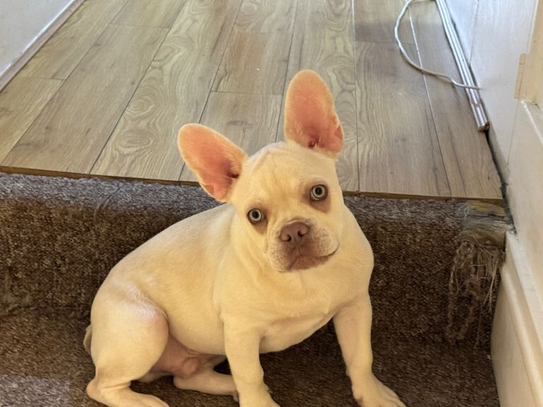 Frenchie for sale - Image 2 of 3