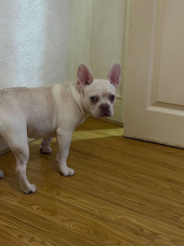 Frenchie for sale - Image 3 of 3