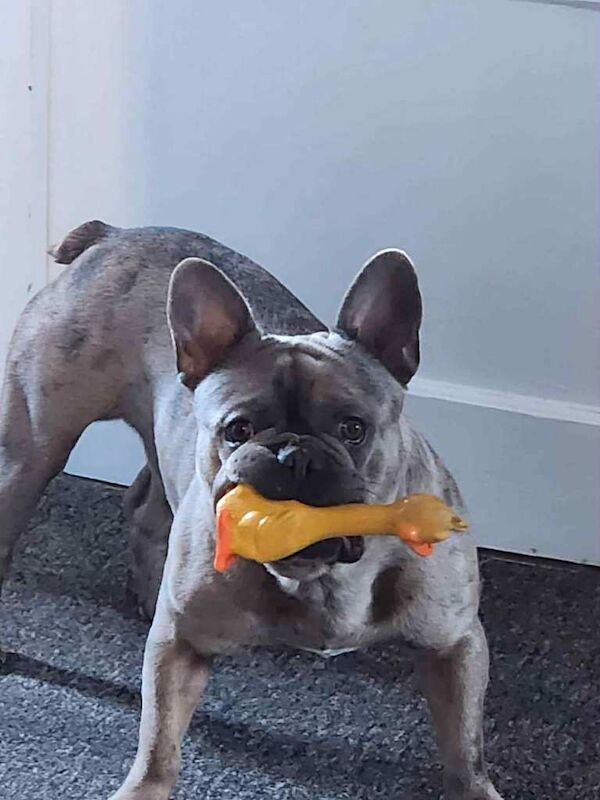 Frenchie For Sale - Image 2 of 3