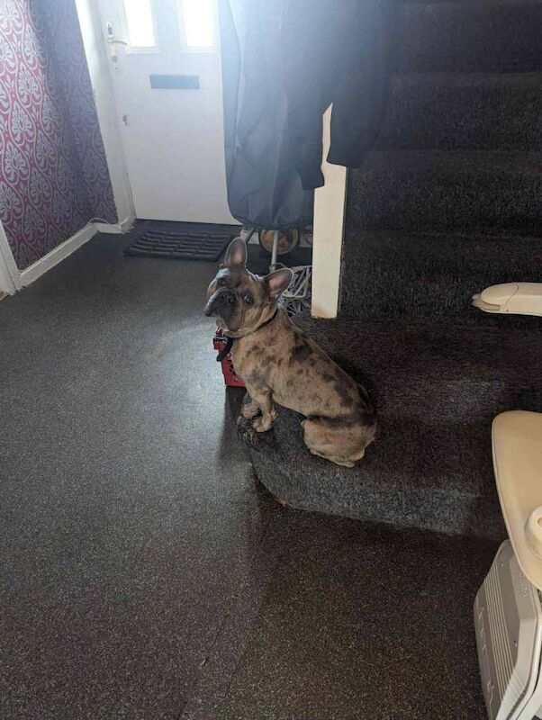 Frenchie For Sale - Image 3 of 3