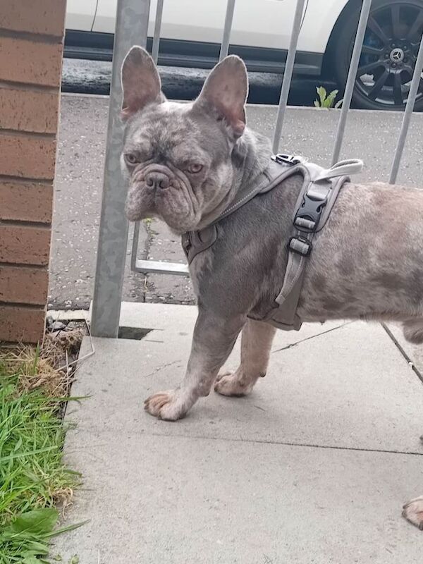 Frenchie for sale