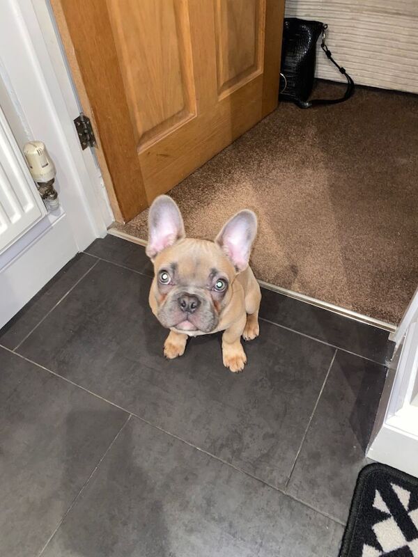 Frenchie French bulldog