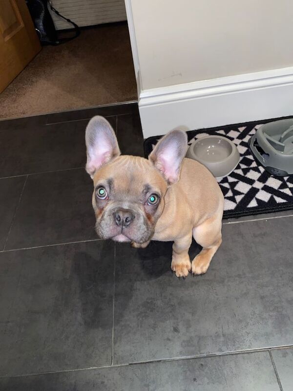 Frenchie French bulldog - Image 2 of 5