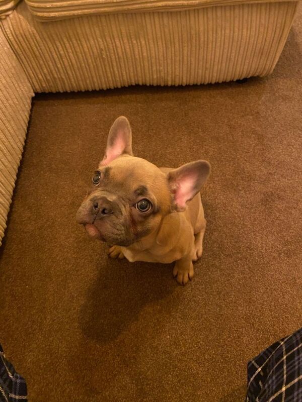 Frenchie French bulldog - Image 3 of 5