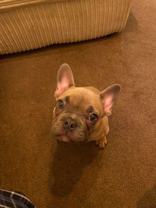 Frenchie French bulldog - Image 4 of 5