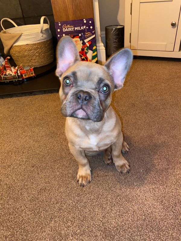 Frenchie French bulldog - Image 5 of 5