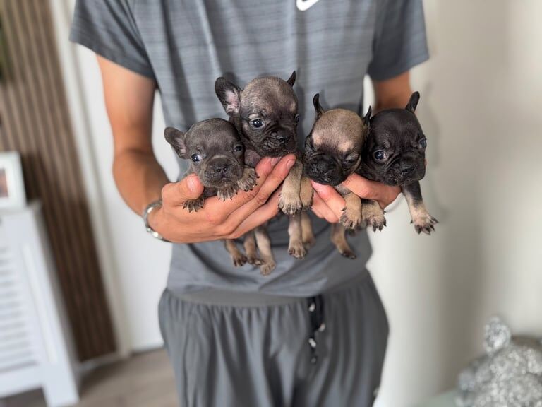 French Bulldog puppies for sale in Liverpool, Merseyside – 8 weeks old