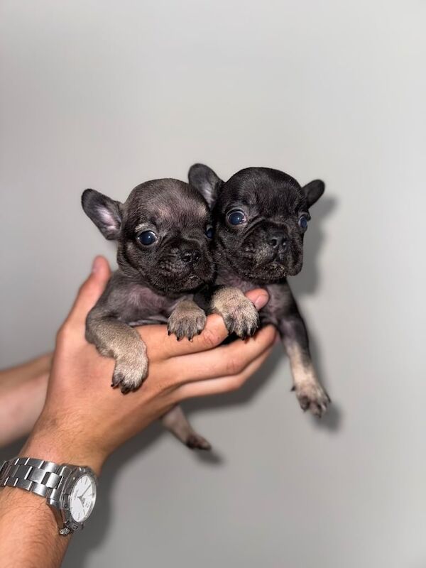 French Bulldog puppies for sale in Liverpool, Merseyside – 8 weeks old - Image 2 of 3