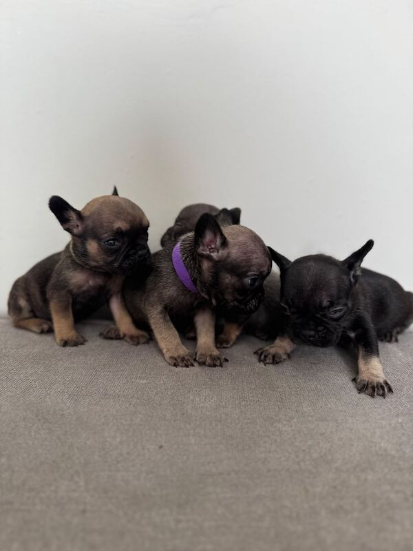 French Bulldog puppies for sale in Liverpool, Merseyside – 8 weeks old - Image 3 of 3