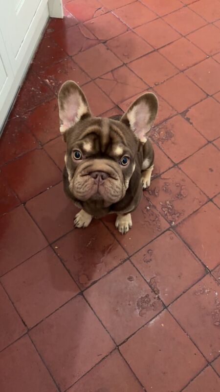 Frenchie - Male for sale in Port Talbot, West Glamorgan