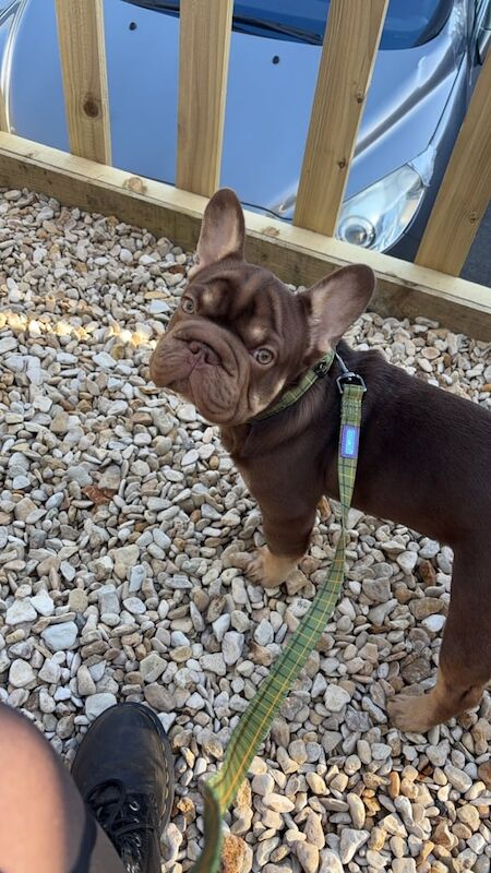 Frenchie - Male for sale in Port Talbot, West Glamorgan | Image 2