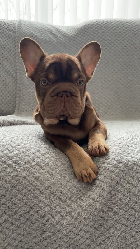 Frenchie - Male for sale in Port Talbot, West Glamorgan | Image 3