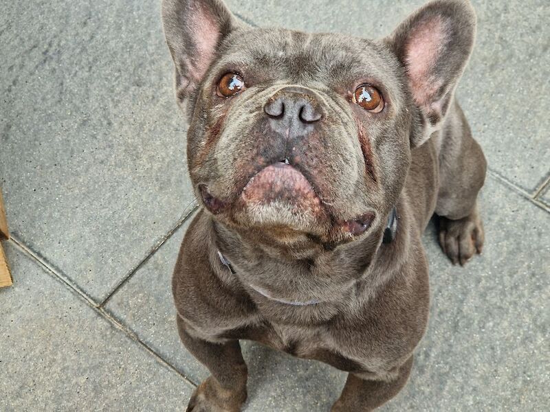 Frenchie Male for Rehoming ASAP 4 year old Blue (Diddy)