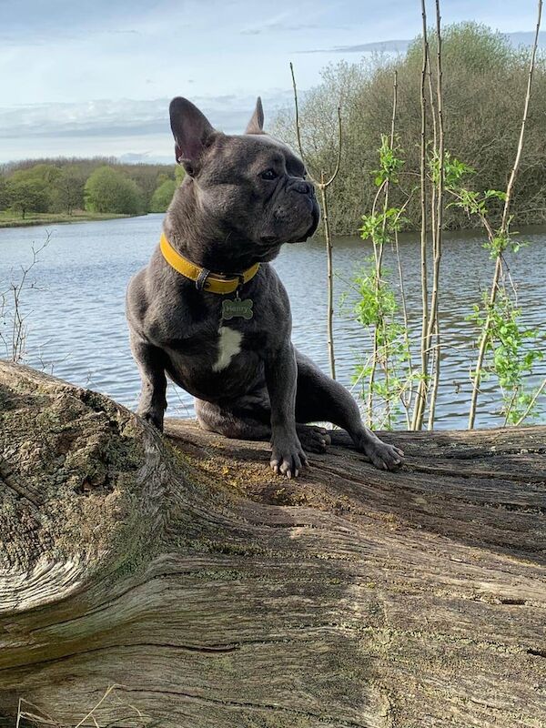 French Bulldog puppies for sale in Loughborough, Leicestershire – 7 years old