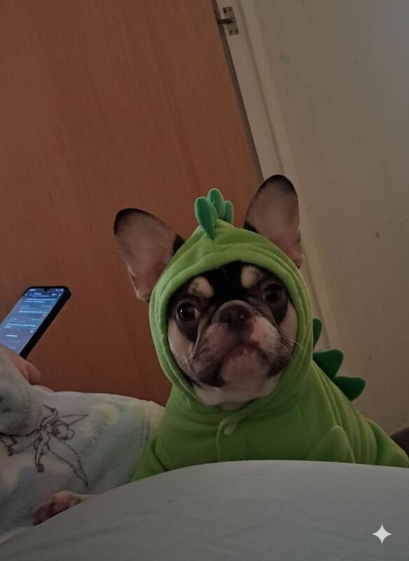 French Bulldog puppies for sale in Antrim, County Antrim – 5 months old