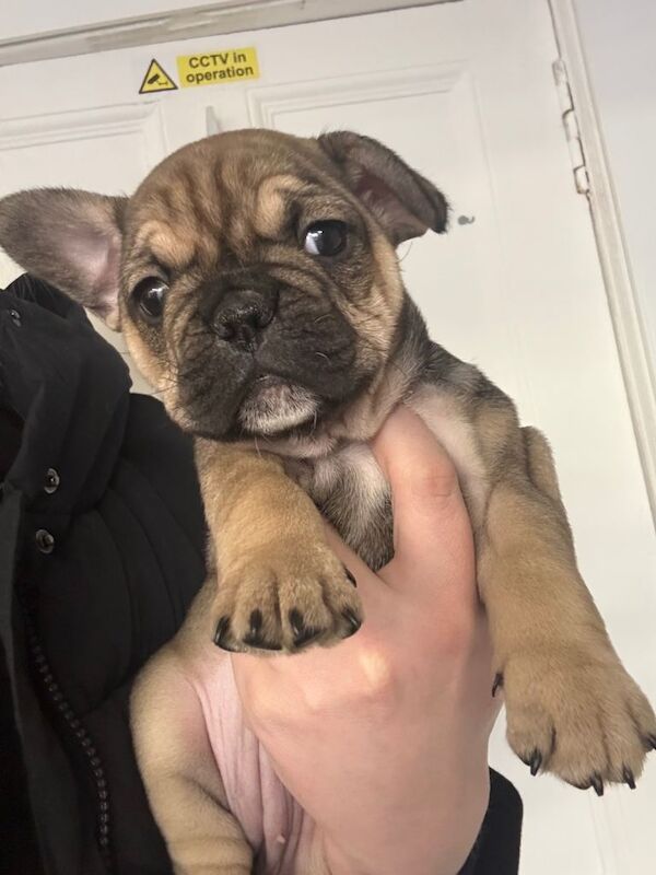 Frenchie Puppies For Sale