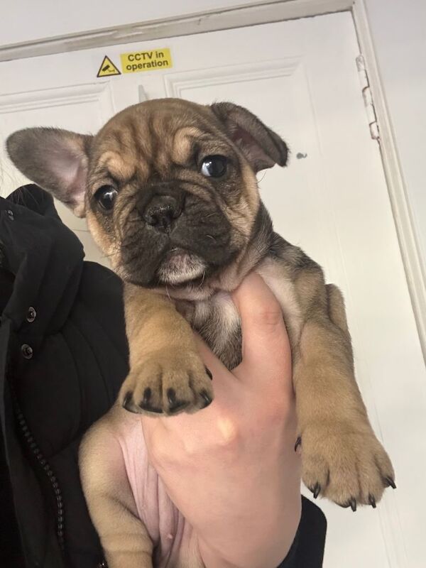 Frenchie pup - Image 2 of 4