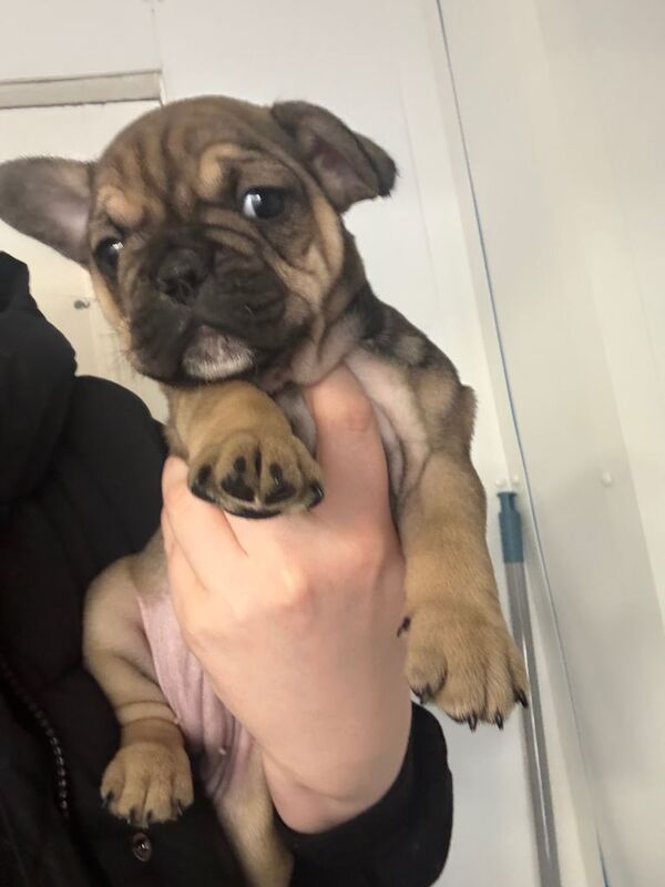 Frenchie pup - Image 3 of 4