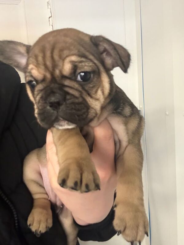 Frenchie pup - Image 4 of 4