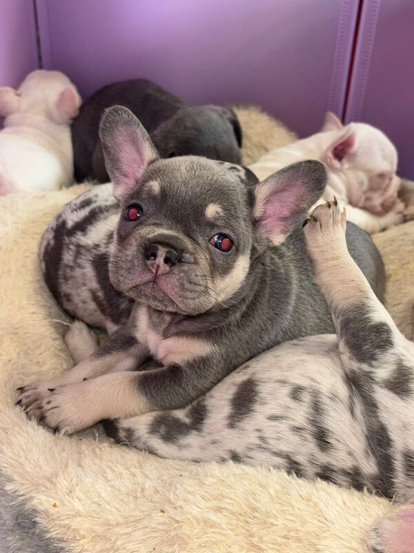 ⭐️Frenchie puppies ⭐️ for sale in Dunmurry, County Antrim