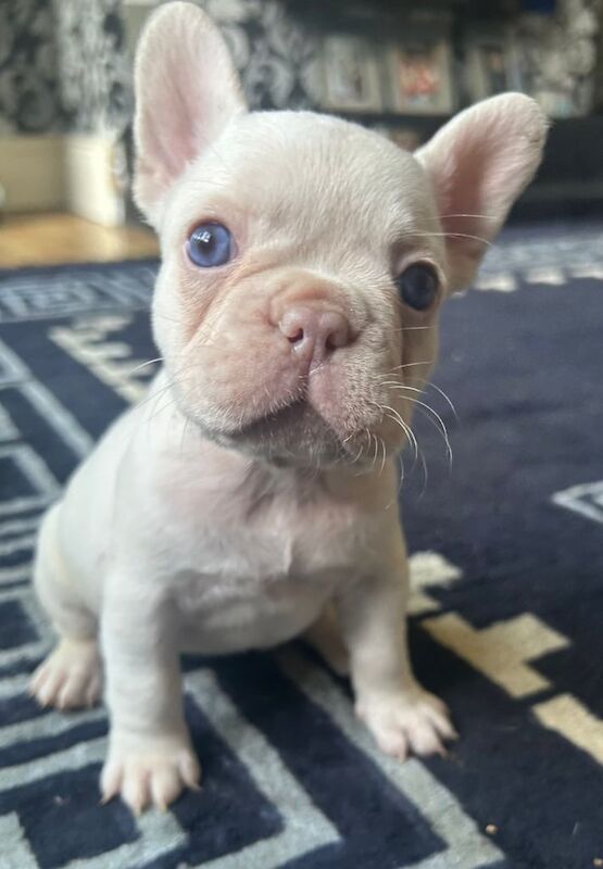 ⭐️Frenchie puppies ⭐️ for sale in Dunmurry, County Antrim | Image 2