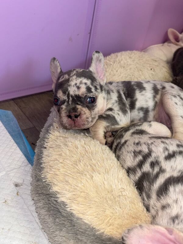 ⭐️Frenchie puppies ⭐️ for sale in Dunmurry, County Antrim | Image 3
