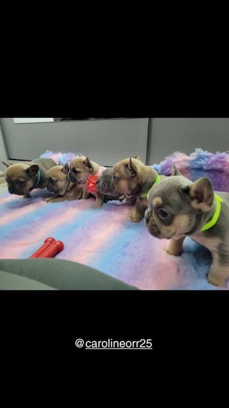 French Bulldog puppies for sale in Londonderry, County Londonderry – KC registered, 5 weeks old