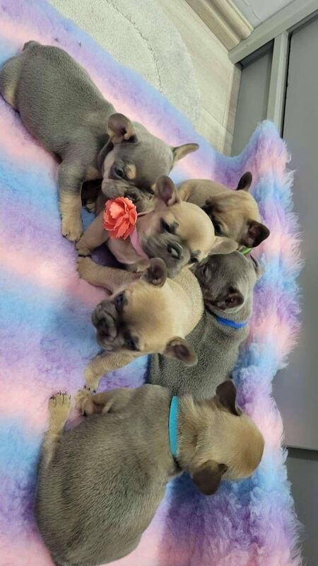 French Bulldog puppies for sale in Londonderry, County Londonderry – KC registered, 5 weeks old - Image 2 of 3