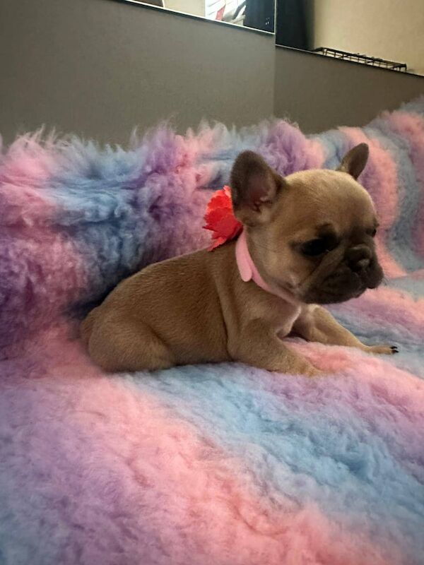 French Bulldog puppies for sale in Londonderry, County Londonderry – KC registered, 5 weeks old - Image 3 of 3